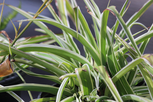 Chlorophytum comosum - Variegated Spider Plant