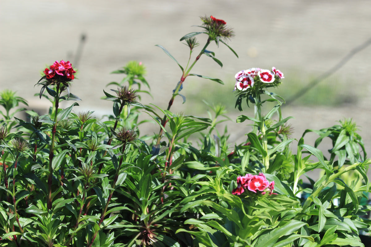 Dianthus barbatus - Sweet William Lace Mantle