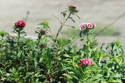 Dianthus barbatus - Sweet William Lace Mantle
