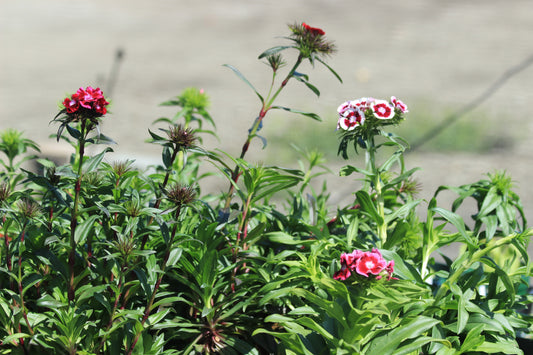 Dianthus barbatus - Sweet William Lace Mantle