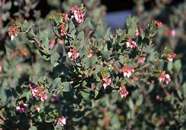Arctostaphylos pajaroensis - Warren Roberts Pajaro Manzanita