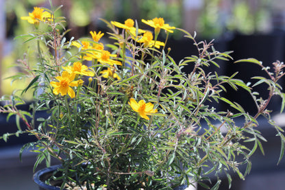 Eriophyllum lanatum 'Siskiyou' - Common Wooly Sunflower