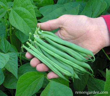 Beans - Classic Slenderette Bush