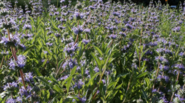 Salvia leucophylla hybrid - Bee’s Bliss Sage