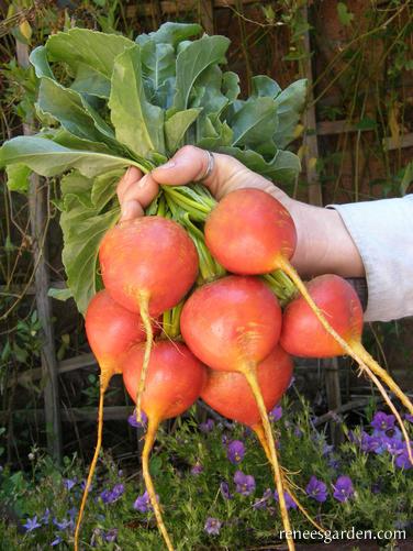 Beets - Golden
