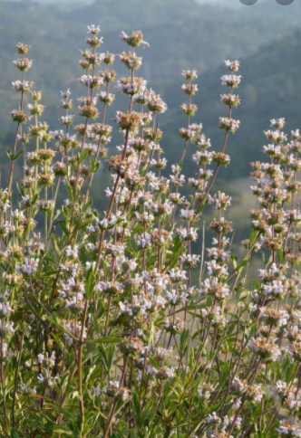 Salvia mellifera - Black Sage