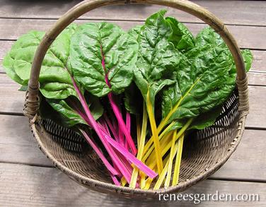 Chard - Neon Glow Rainbow