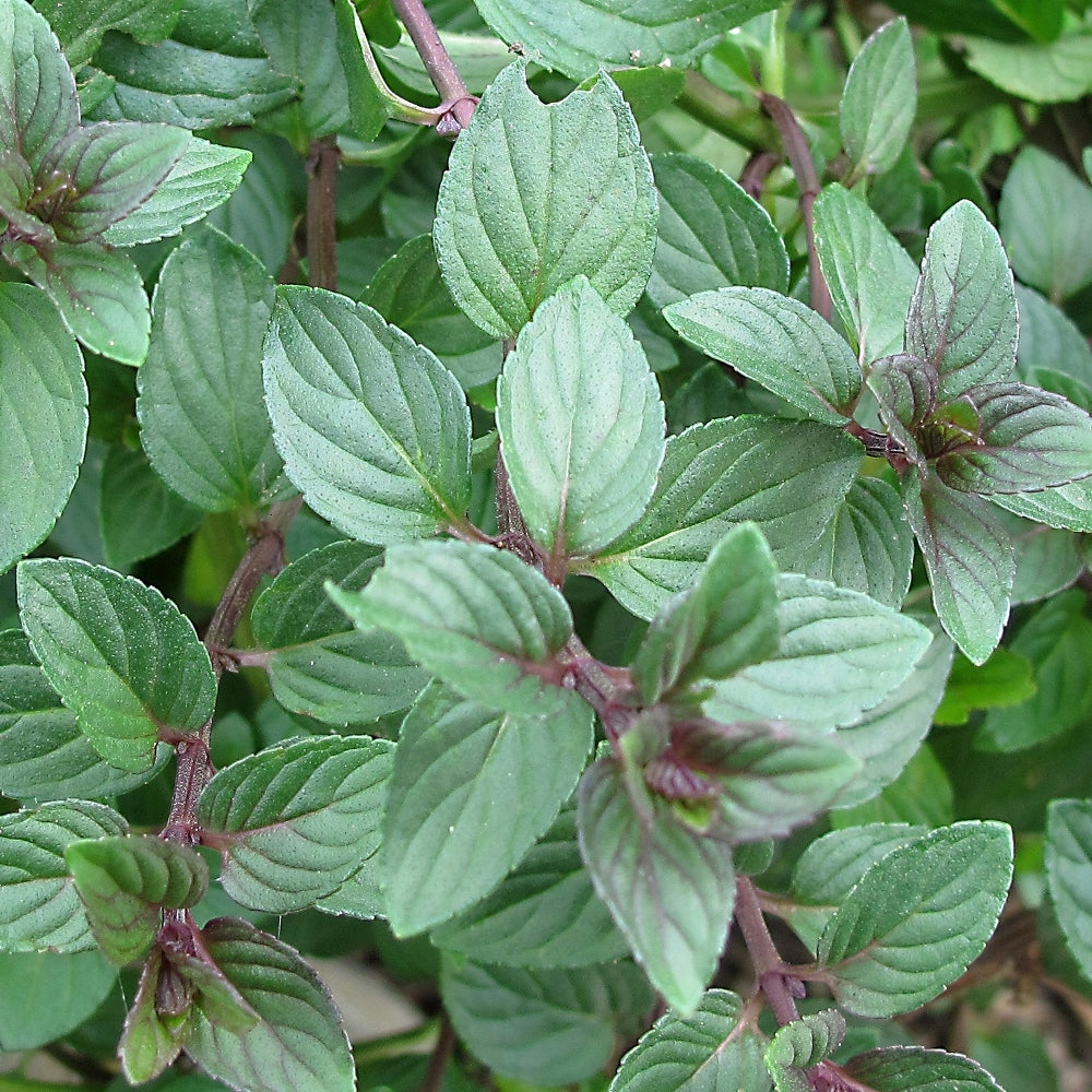 Menthe  piperita -Chocolate Mint