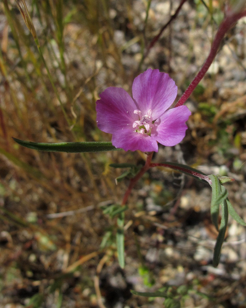Clarkia purpurea var. purpurea - Winecups clarkia
