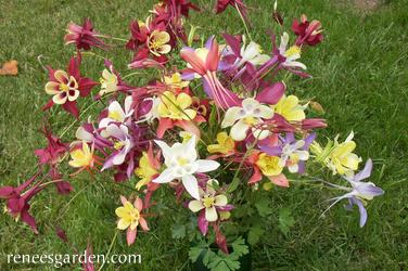 Aquilegia caerulea - Mrs. Scott Elliot Columbine