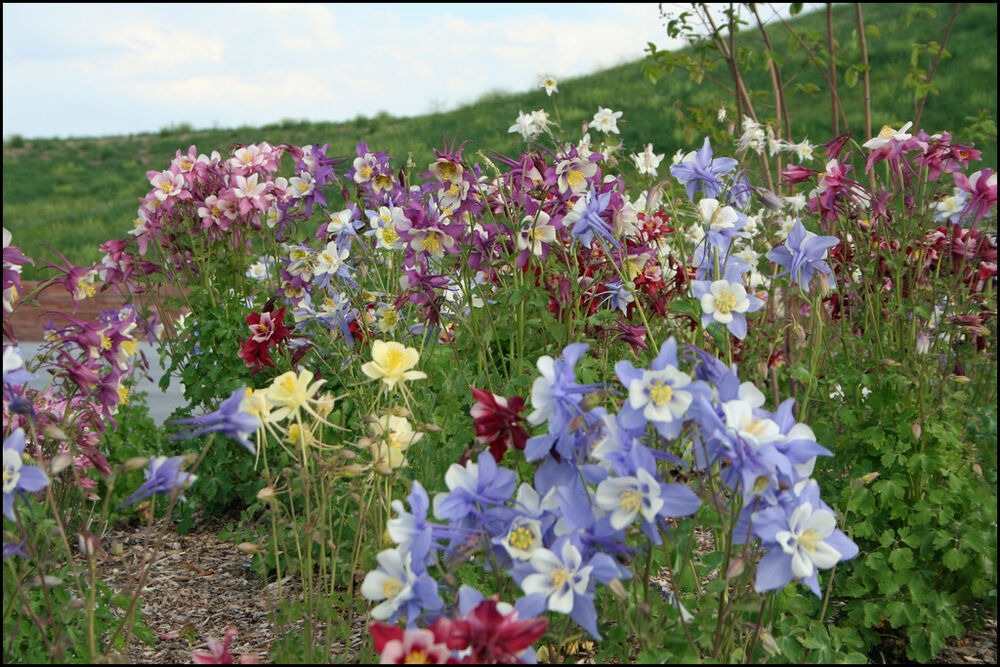 Aquilegia 'Dragon Fly Hybrid' - Columbine