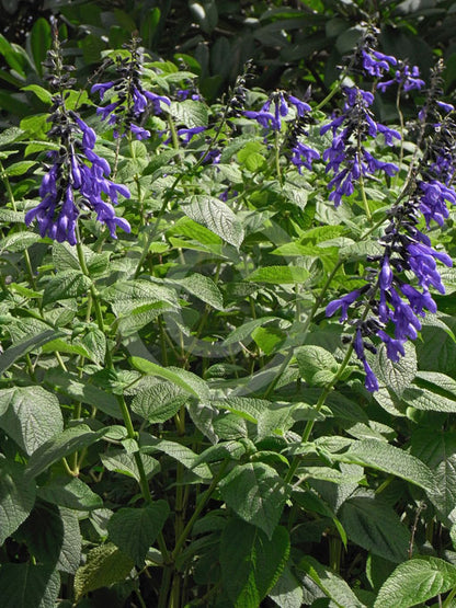 Salvia guaranitica 'Costa Rica' - Costa Rica Blue Sage