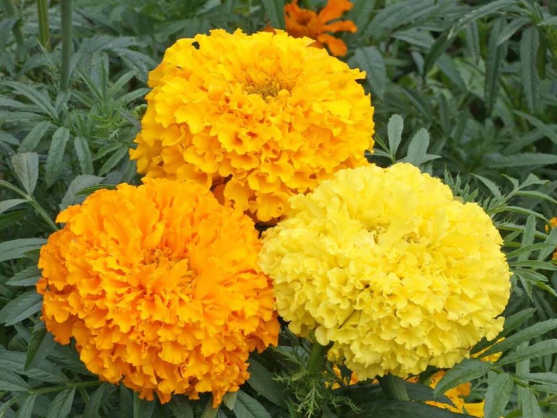 Tagetes erecta - Cracker Jack Giant Mexican Marigolds