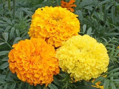 Tagetes erecta - Cracker Jack Giant Mexican Marigolds