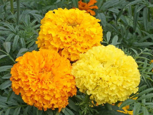 Tagetes erecta - Cracker Jack Giant Mexican Marigolds