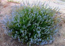Salvia sonomensis x mellifera 'Dara’s Choice'