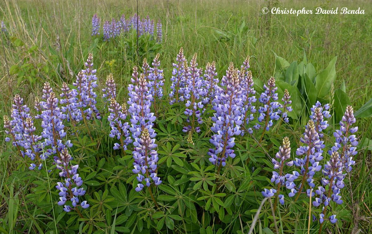 Lupinus perennis - Bluebonnet