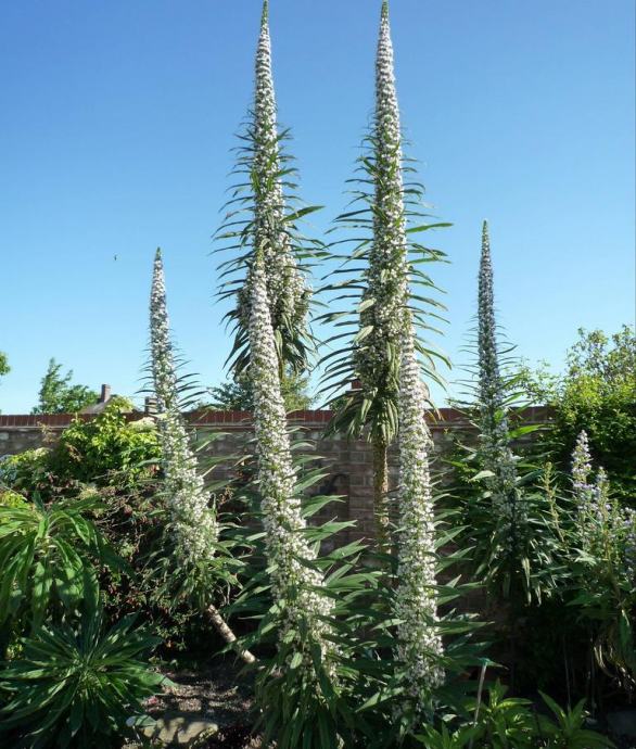 Echium pininana -White Snow, Snow Tower
