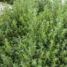 English Thyme
