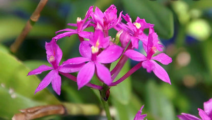 Epidendrum hybrid - Orchid