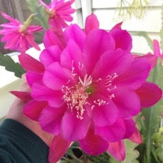 epiphyllum - Natasha Flechsig - Orchid Cactus - UC Master Gardeners of Monterey and Santa Cruz Counties