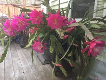 Load image into Gallery viewer, epiphyllum - Natasha Flechsig Orchid Cactus - UC Master Gardeners of Monterey and Santa Cruz Counties
