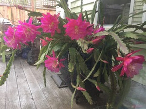 epiphyllum - Natasha Flechsig Orchid Cactus - UC Master Gardeners of Monterey and Santa Cruz Counties