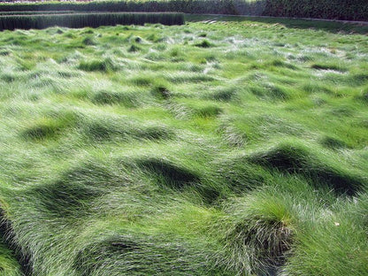 Festuca rubra 'Molate' - Creeping Red Fescue