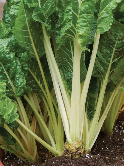 Chard - Fordhook Giant