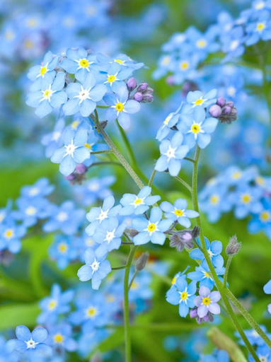 Myosotis scorpioides - Forget-Me-Not