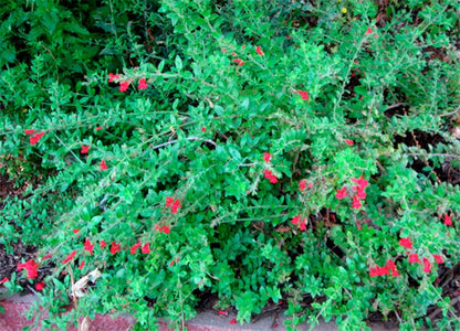 Gambelia speciosa 'Boca Rosa' - Island Bush Snapdragon