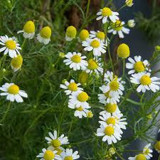 Matricaria recutita - German Heirloom Chamomile