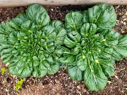 Tatsoi (Green)
