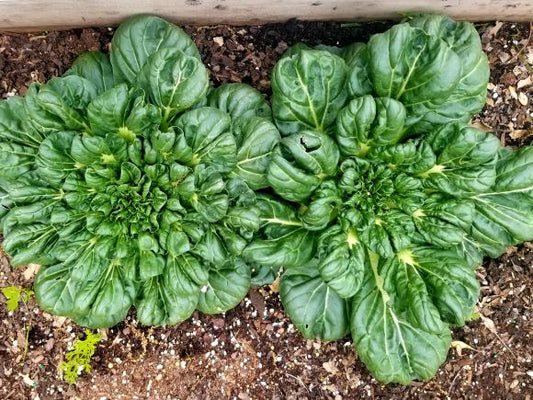 Tatsoi (Green)