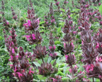 Salvia spathacea - hummingbird sage - 1 gallon or 1 quart - UC Master Gardeners of Monterey and Santa Cruz Counties