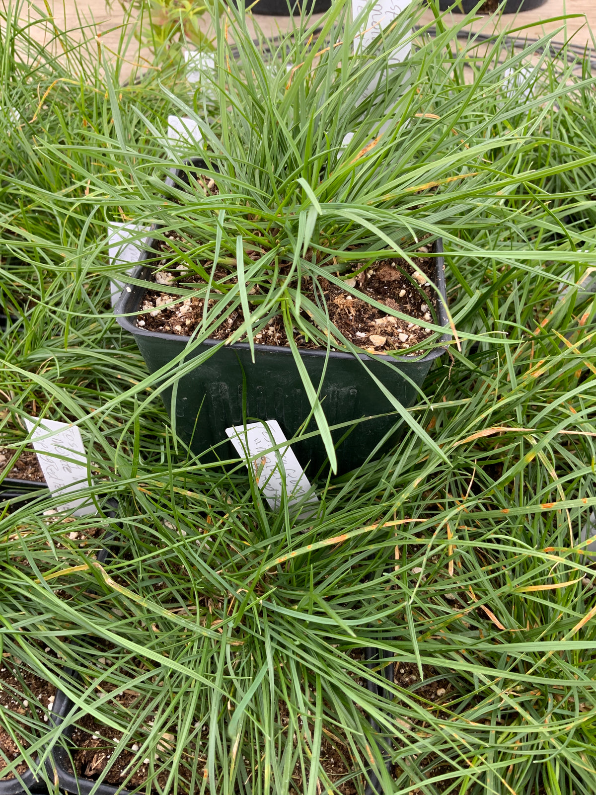 Festuca rubra 'Molate' - Creeping Red Fescue