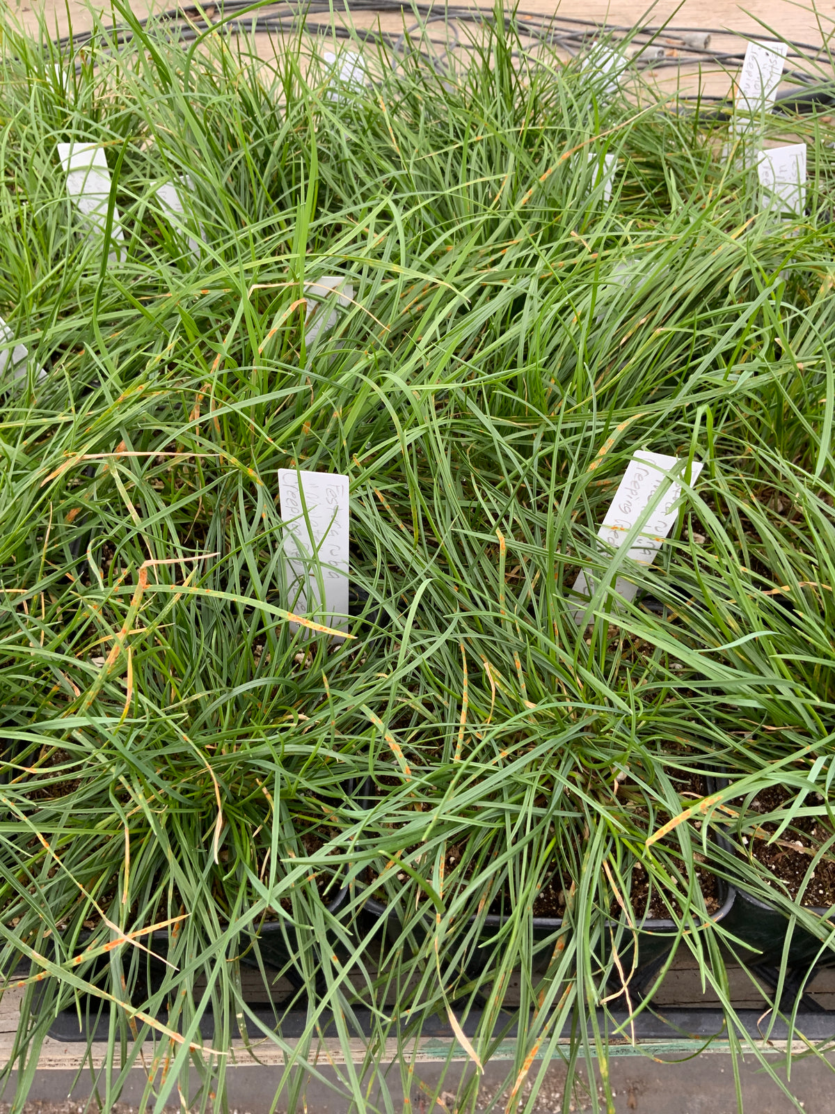 Festuca rubra 'Molate' - Creeping Red Fescue