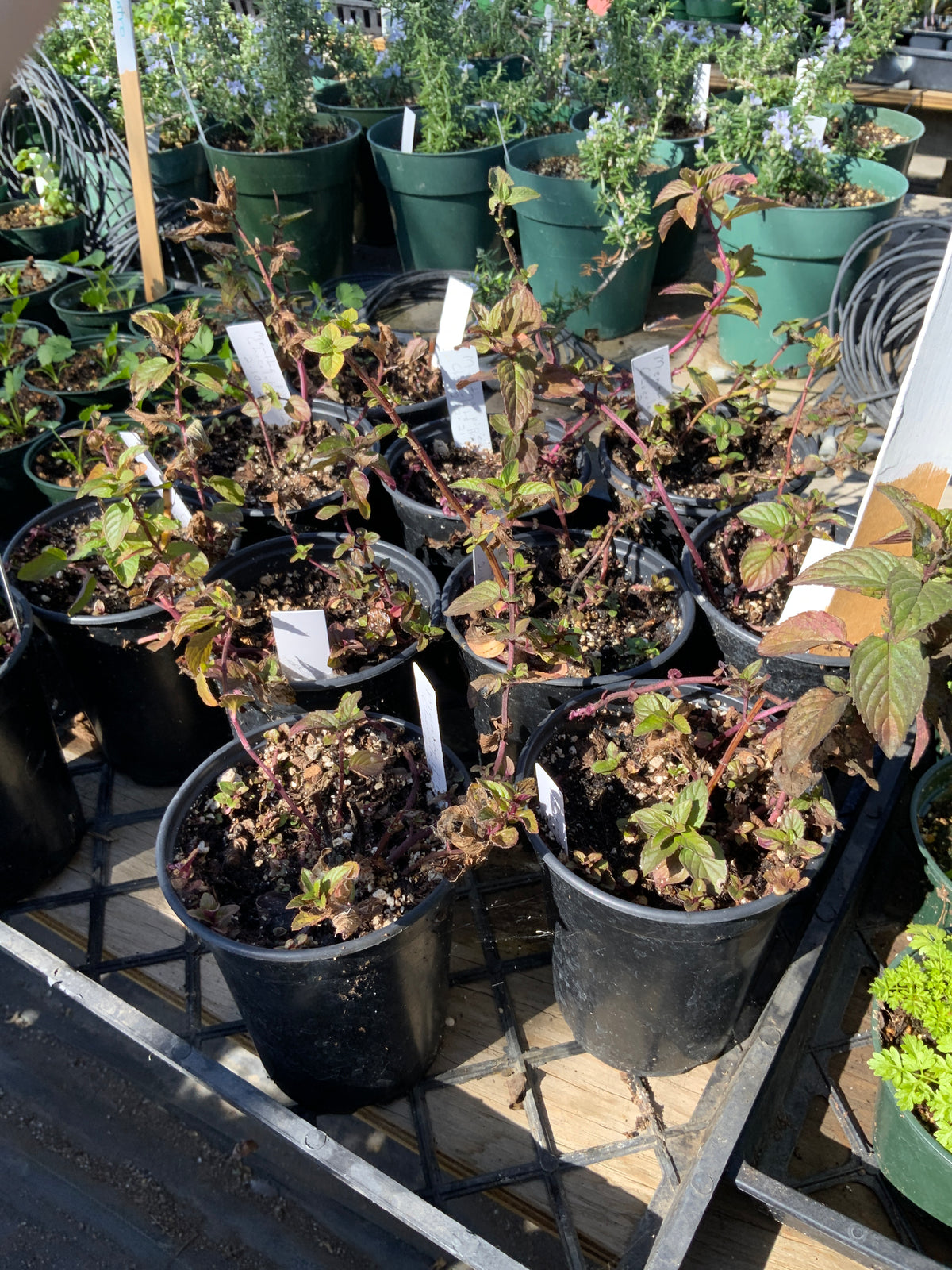 Menthe  piperita -Chocolate Mint