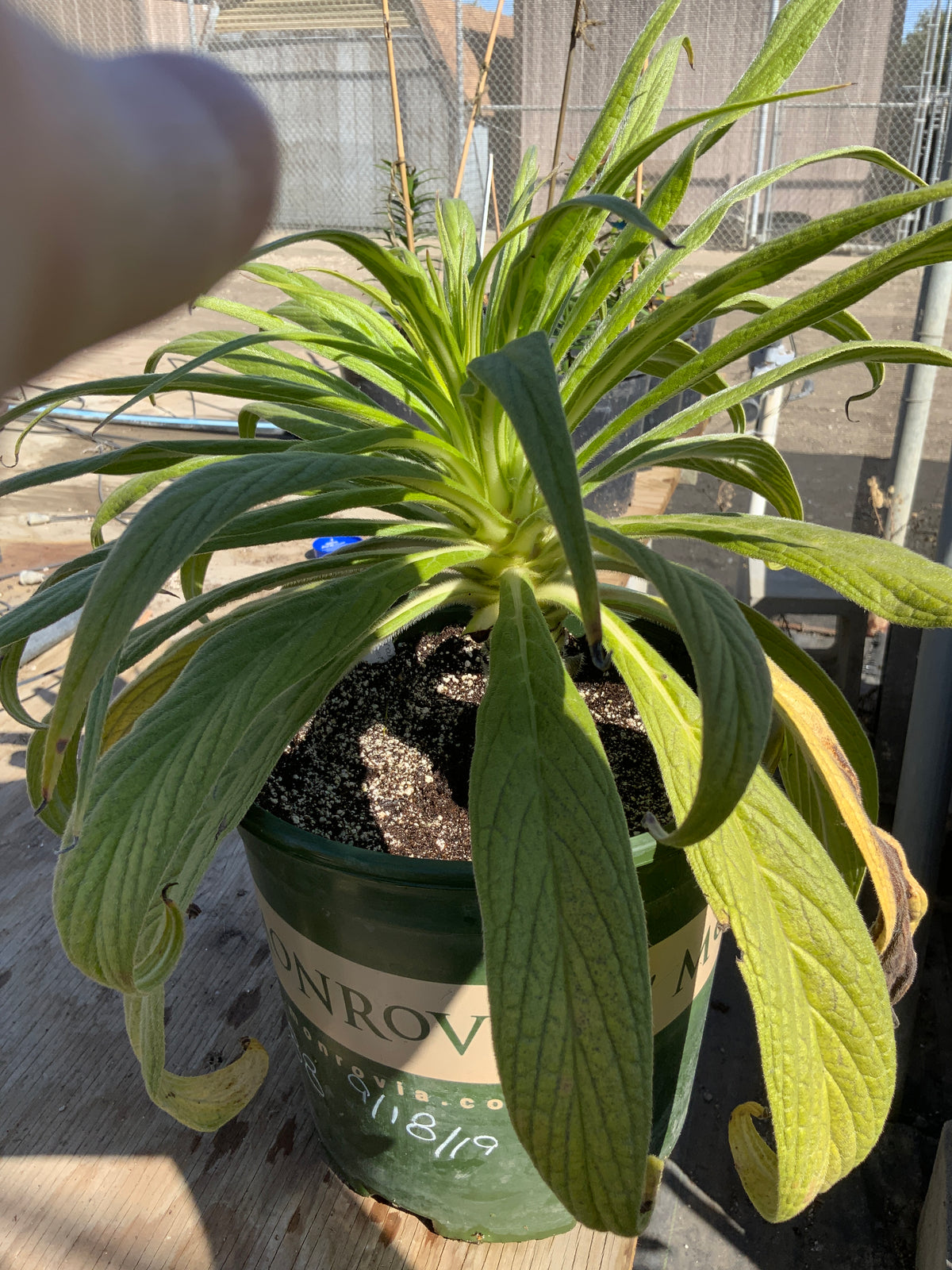 Echium pininana -White Snow, Snow Tower