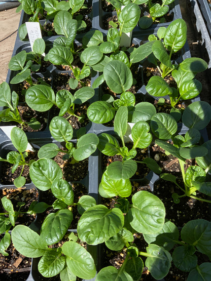Tatsoi (Green)