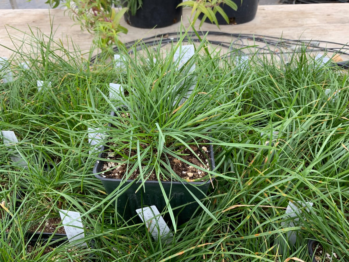Festuca rubra 'Molate' - Creeping Red Fescue