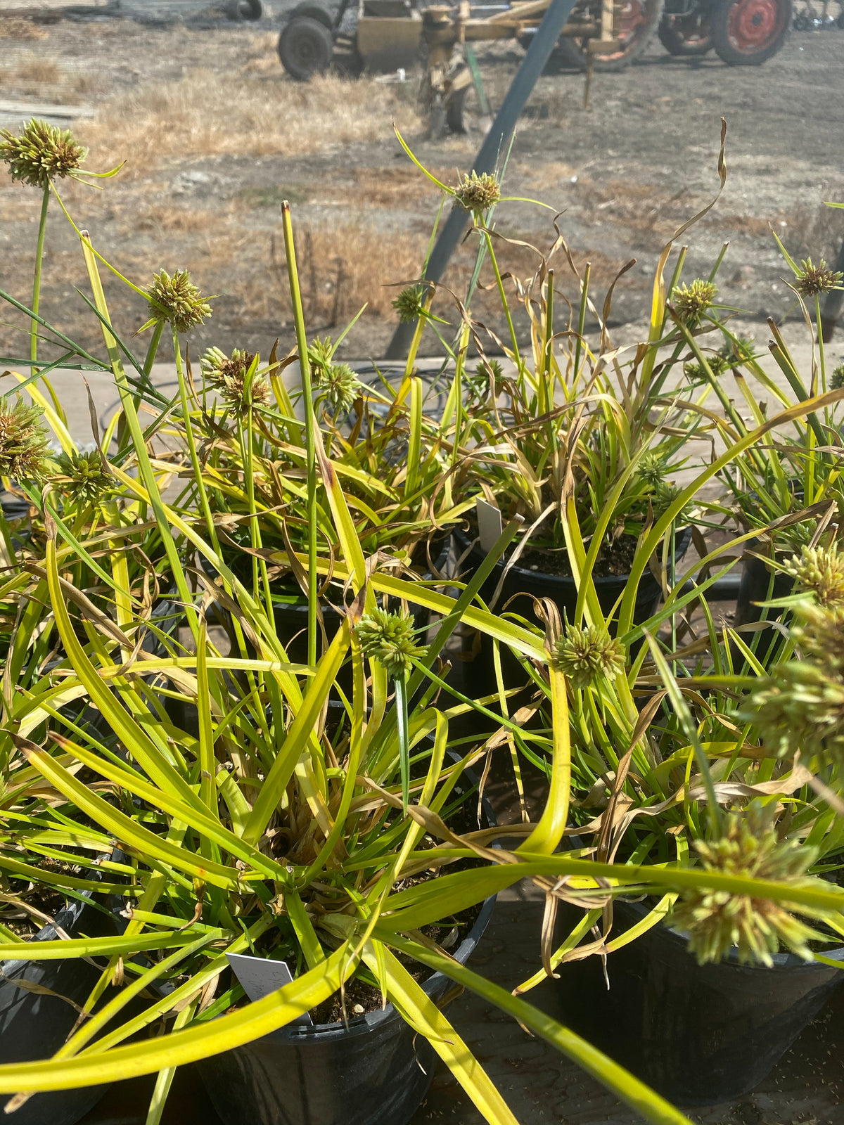 Cyperus eragrostis - Umbrella Sedge