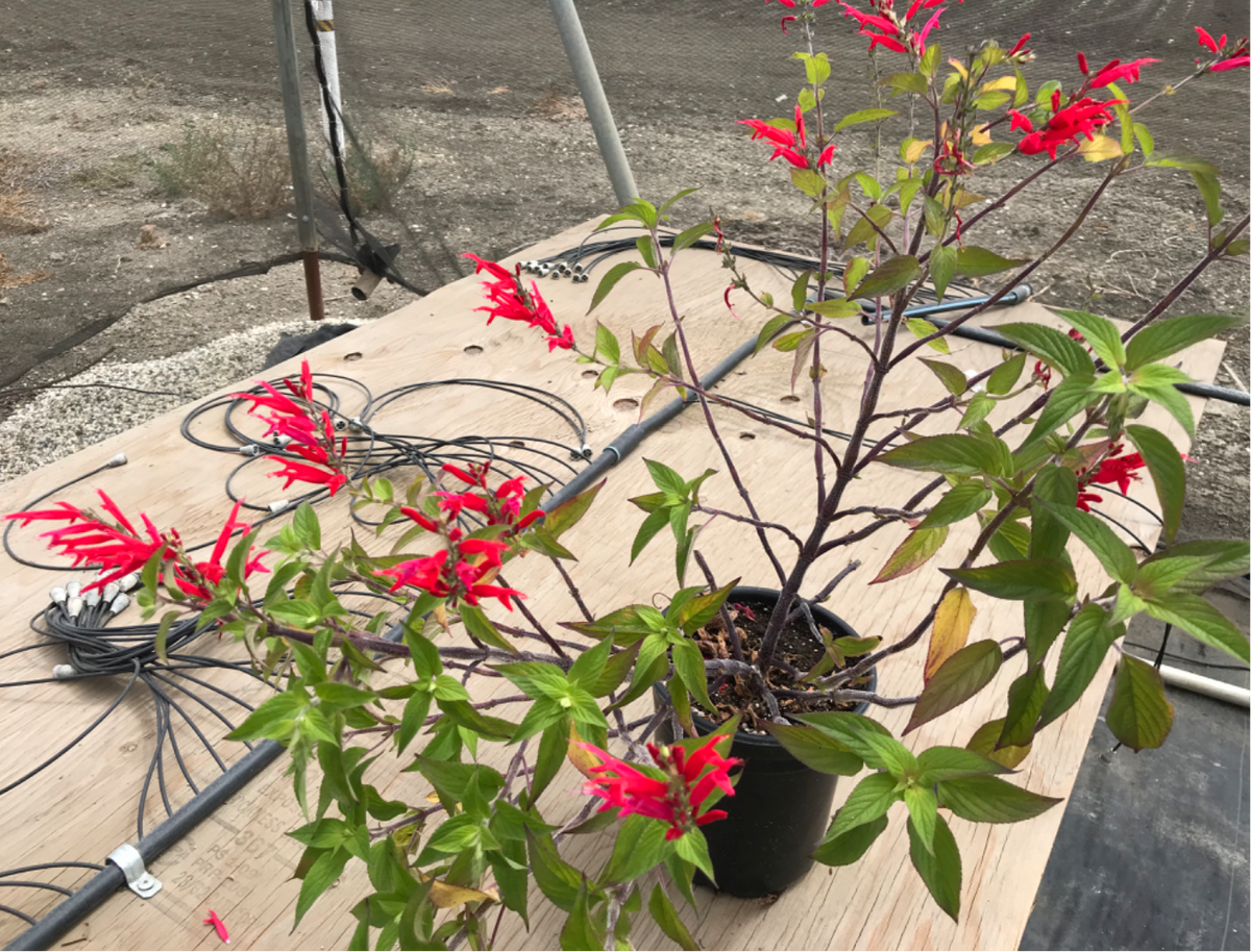 Salvia elegans - Pineapple Sage