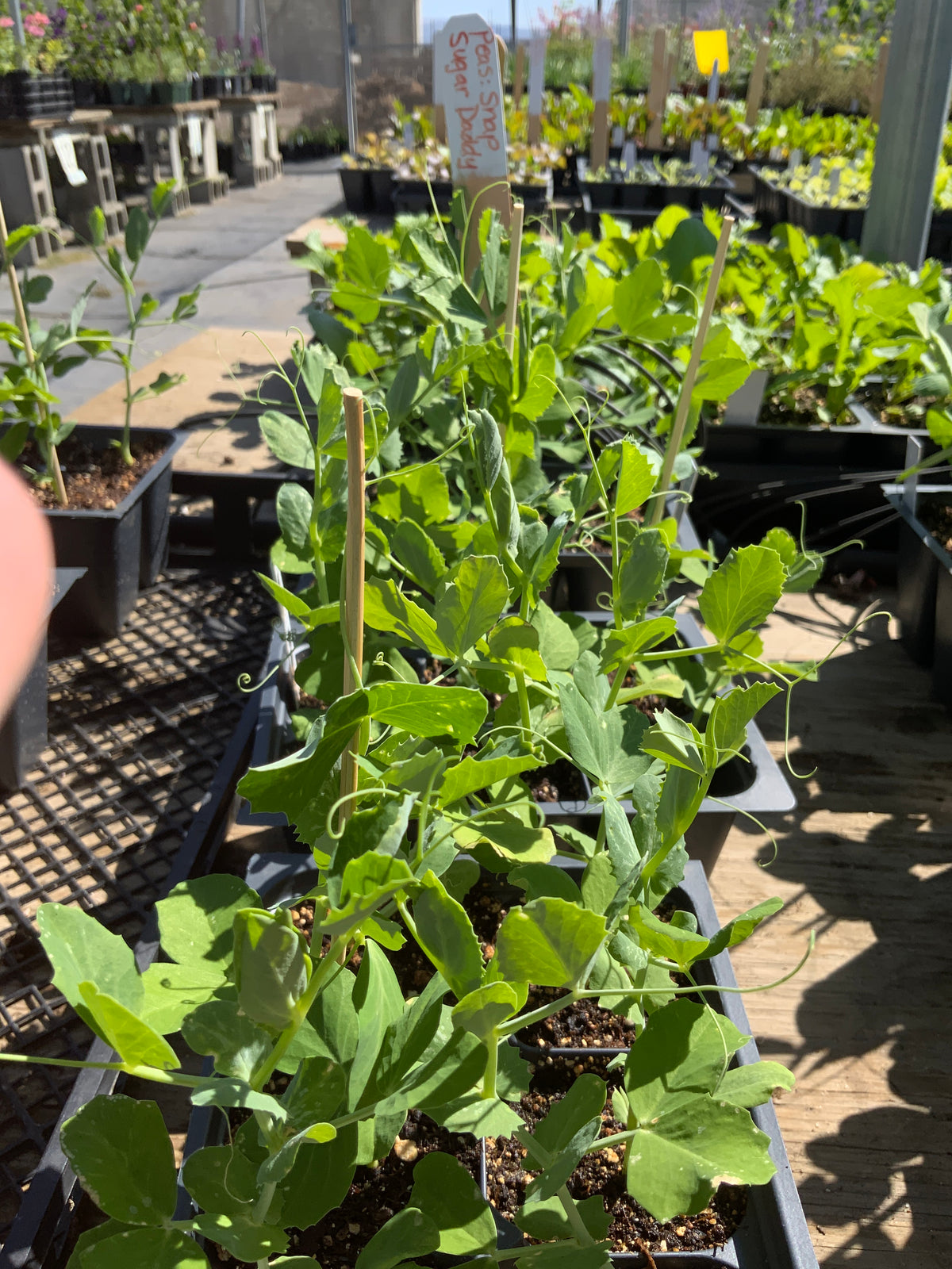Snap Pea - Sugar Daddy