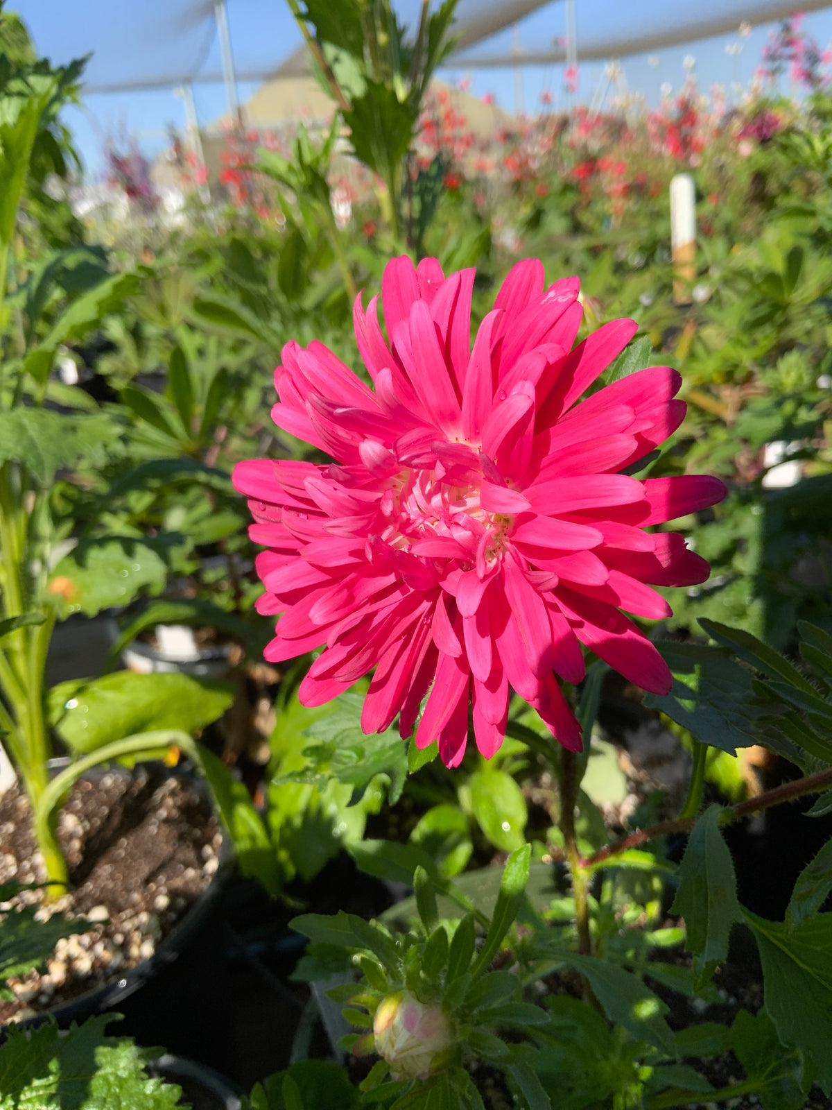 Callistephus chinensis 'China Aster Blend'