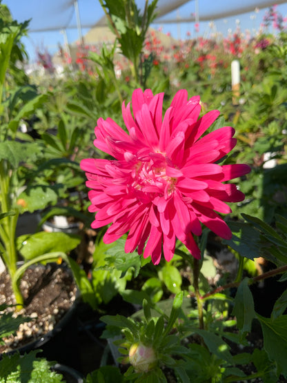 Callistephus chinensis 'China Aster Blend'