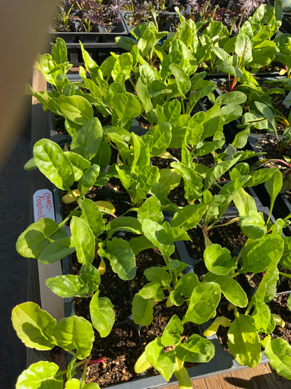 Chard - Fordhook Giant