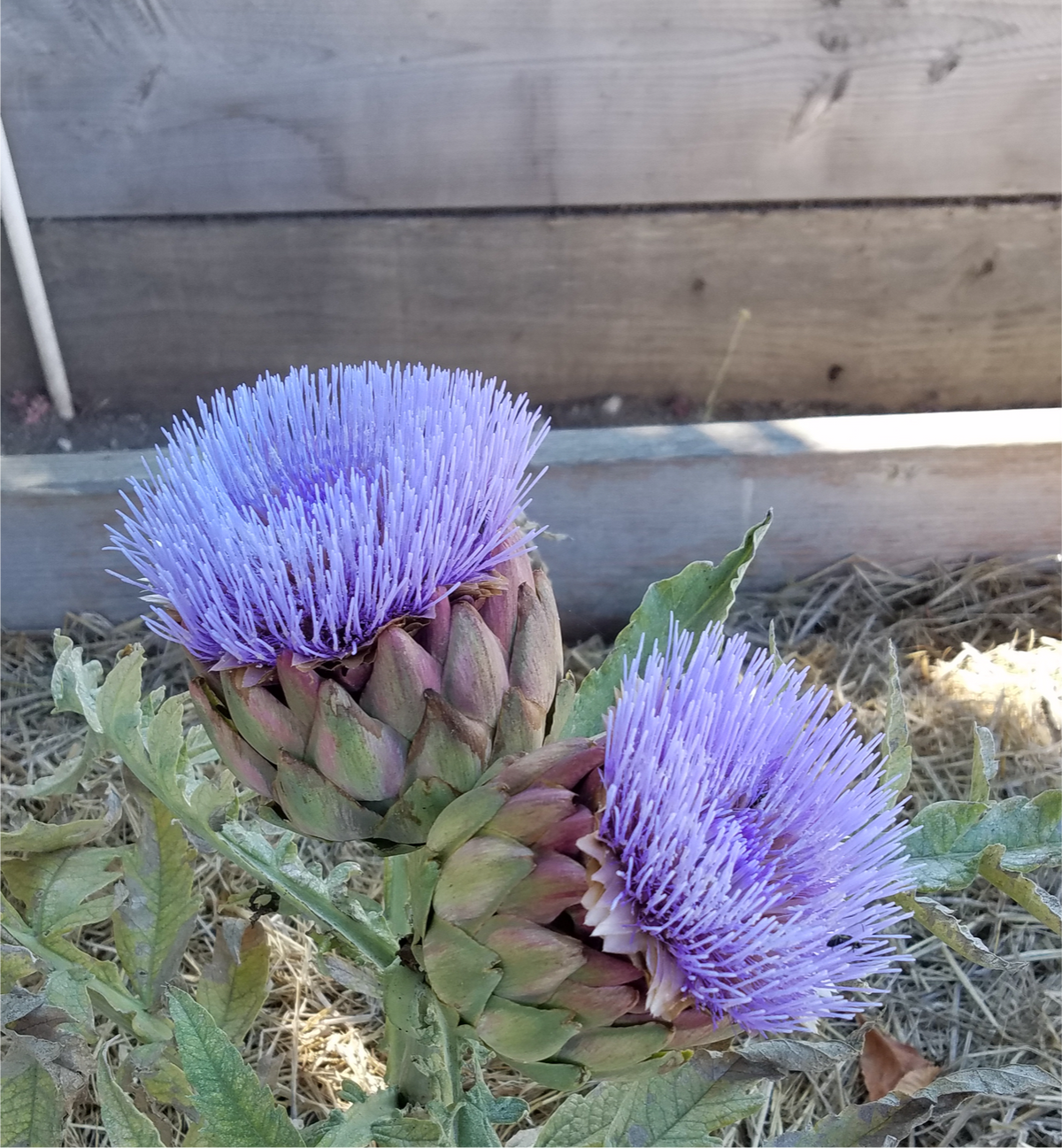 Artichoke - Green Globe Improved