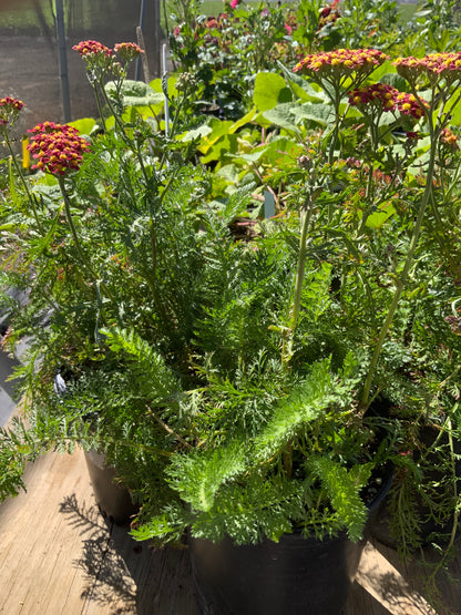 Achillea millefolium - Milly Rock Red Yarrow