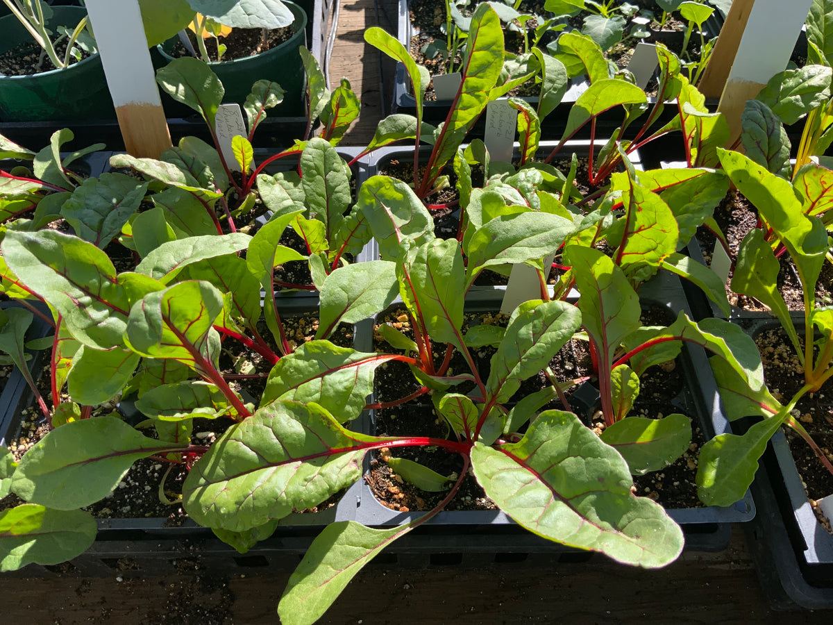 Chard - Rhubarb